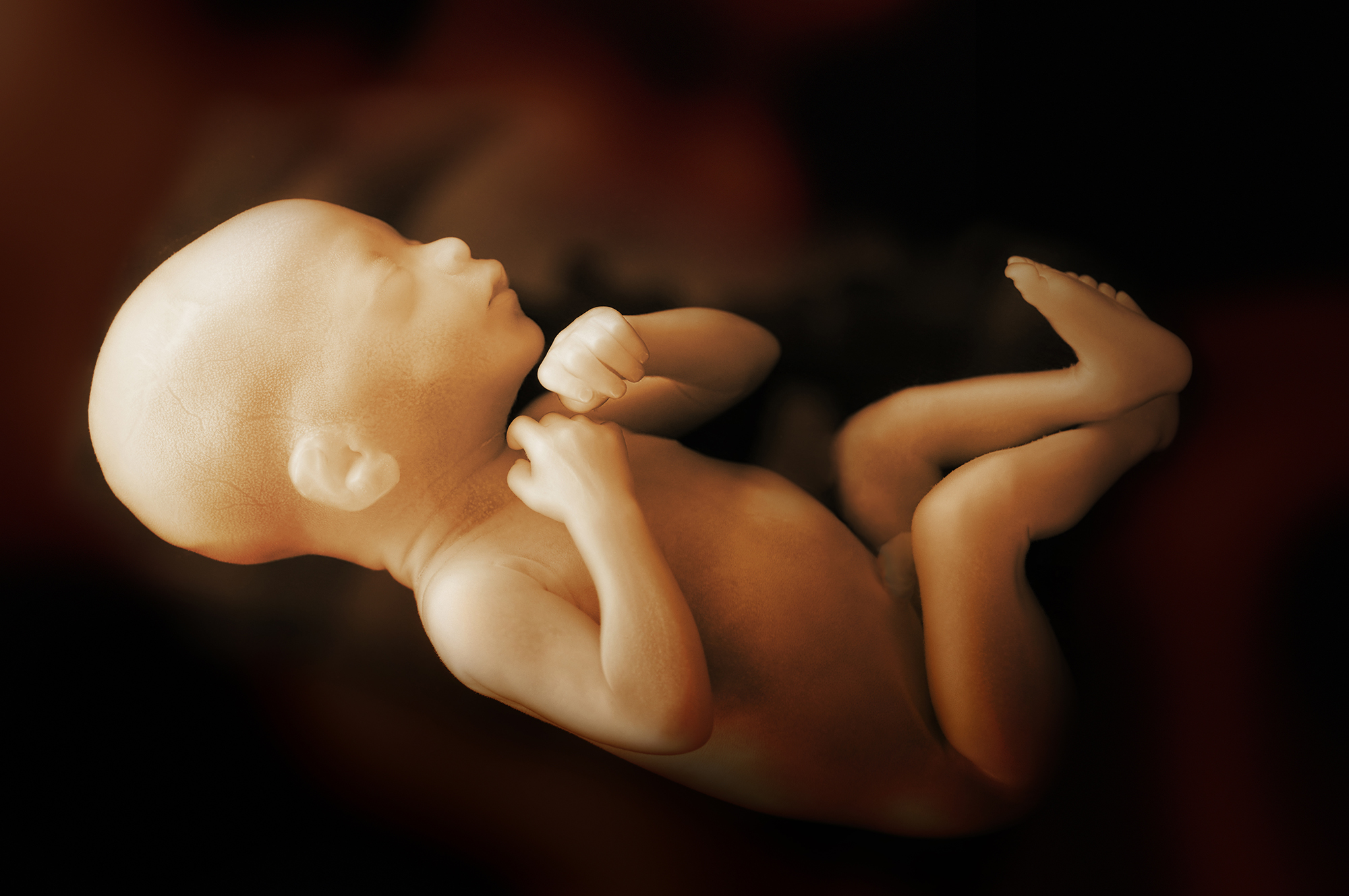 Baby in womb.